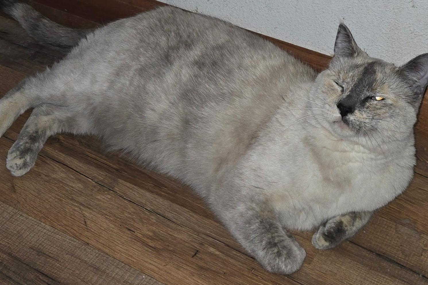 Enlarge Nala, a ADOPTABLE mixed breed in Billings, MT image 2/3