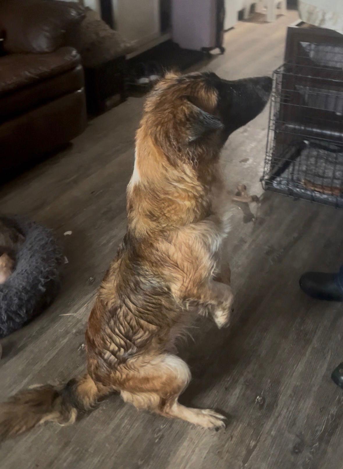 Enlarge June, a Adoptable mixed breed in Mouth Of Wilson, VA image 3/3