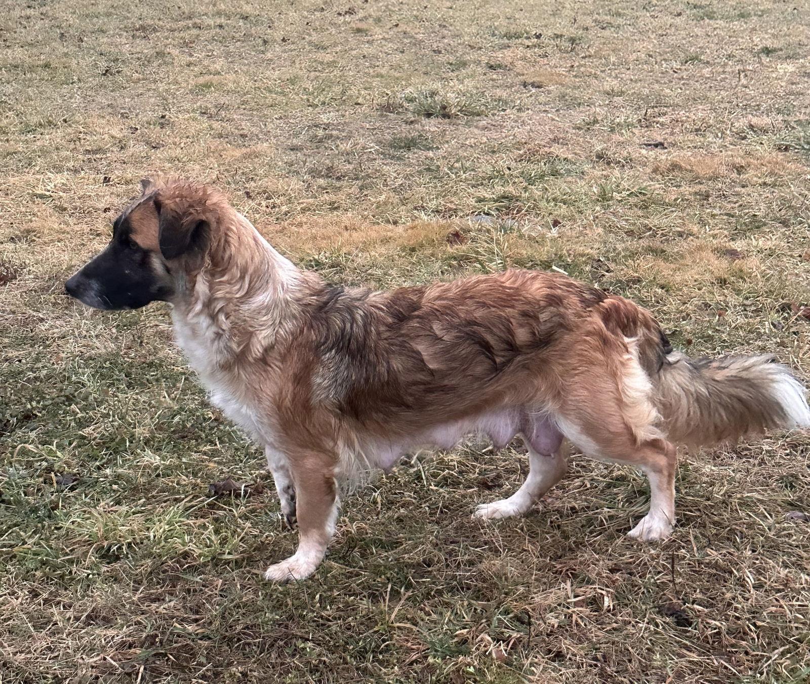 June, Adoptable, Adult Female Basset Hound & Shepherd.