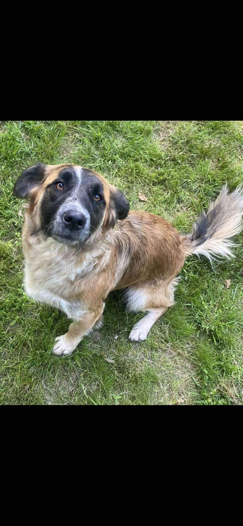 Enlarge June, a Adoptable mixed breed in Mouth Of Wilson, VA image 2/3