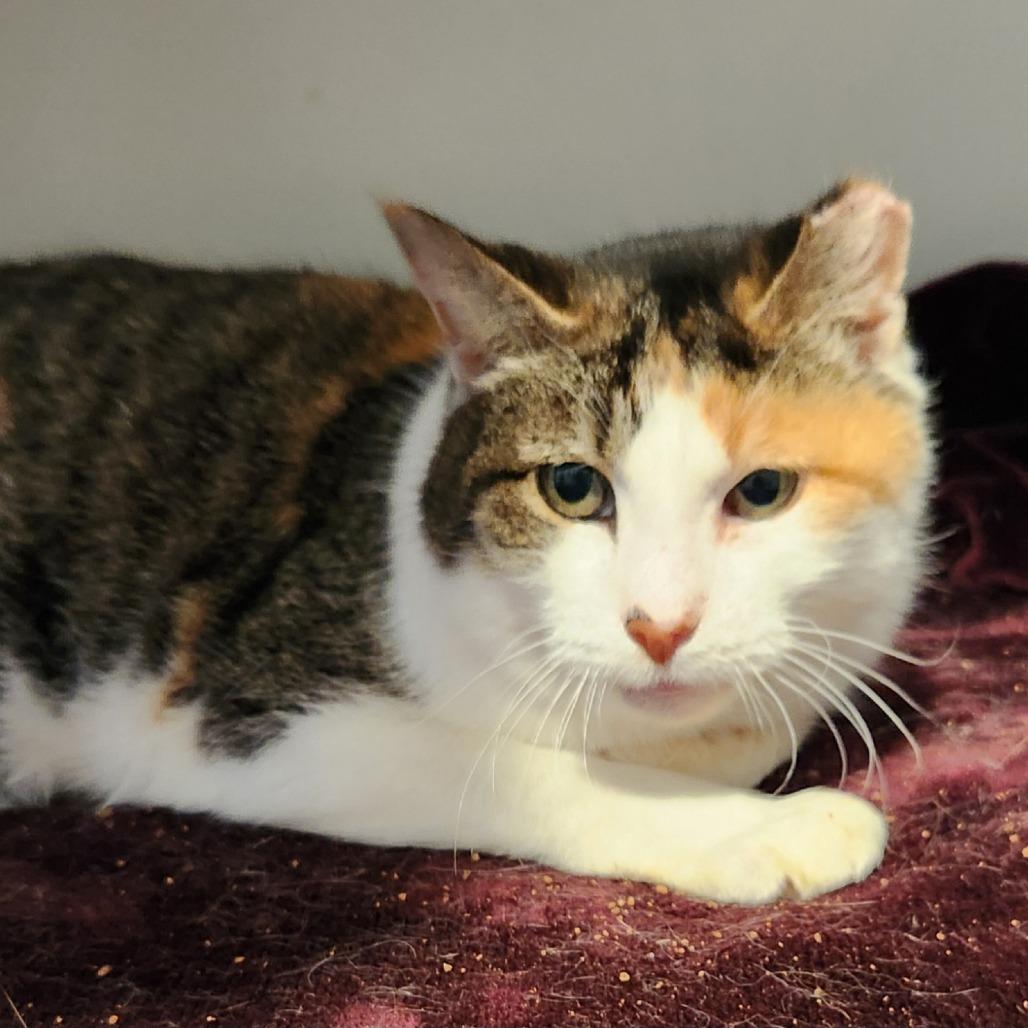 Betty White, Adoptable, Senior Female Domestic Short Hair.