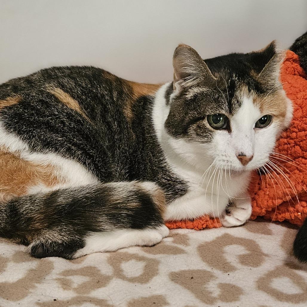 Enlarge Betty White, a Adoptable Domestic Short Hair in Brighton, MO image 1/6