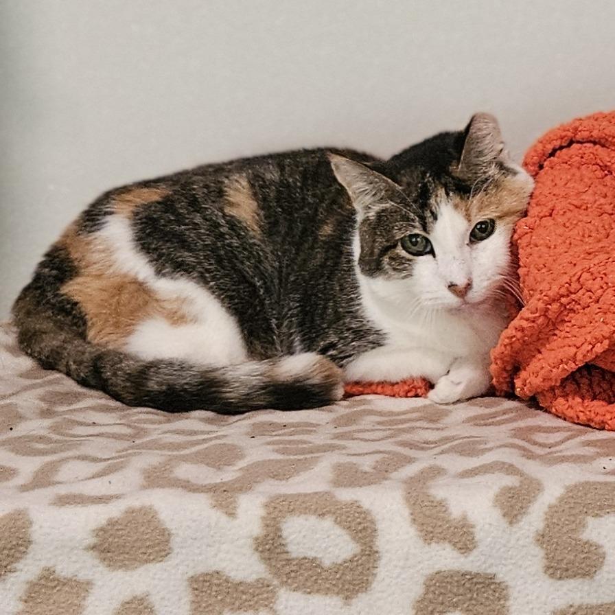 Betty White, a Adoptable Domestic Short Hair in Brighton, MO image 2/6