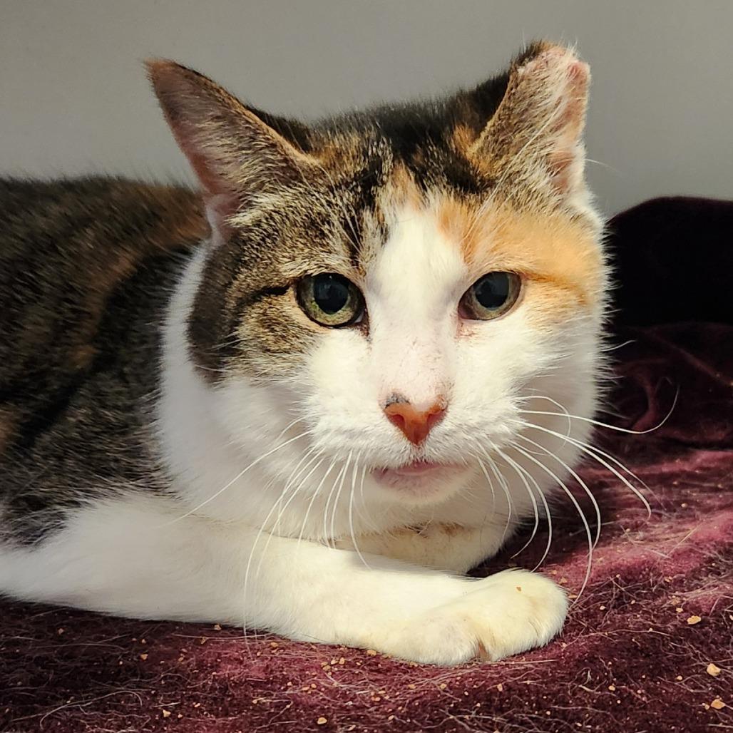 Enlarge Betty White, a Adoptable Domestic Short Hair in Brighton, MO image 2/6