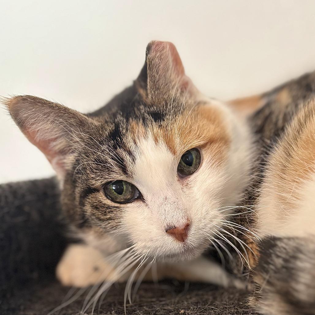 Betty White, a Adoptable Domestic Short Hair in Brighton, MO image 3/6