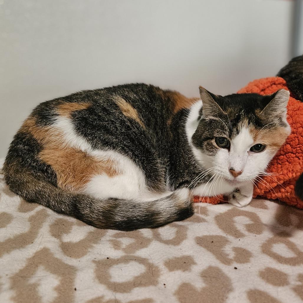 Betty White, a Adoptable Domestic Short Hair in Brighton, MO image 6/6