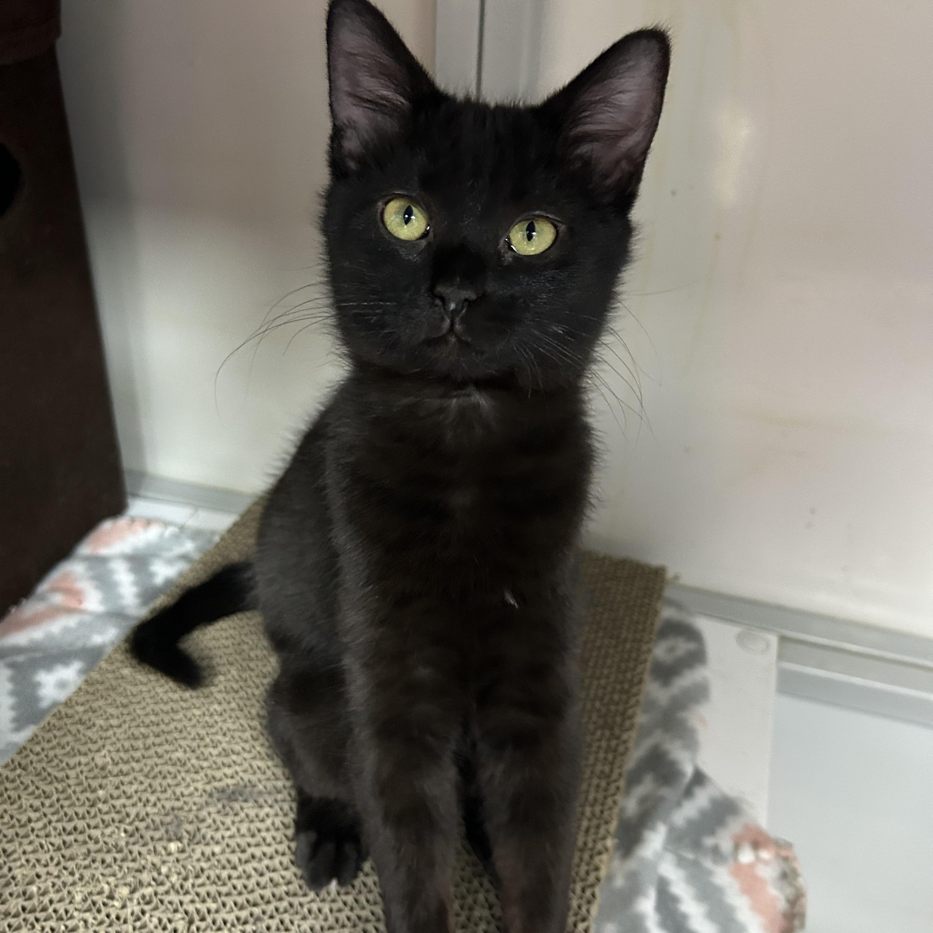 Fluff, a ADOPTABLE Domestic Short Hair in White Oak, PA image 1/3