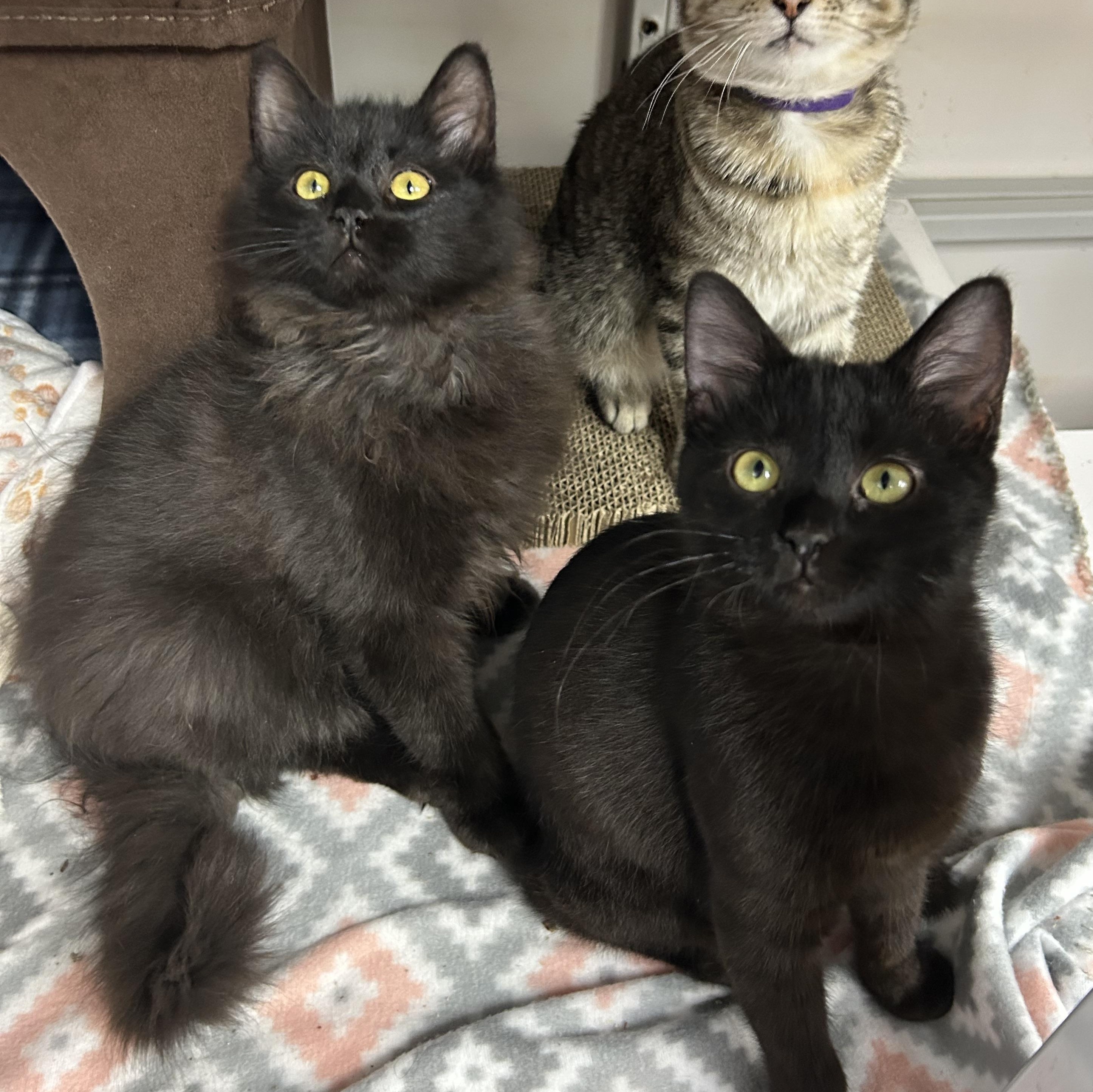 Fluff, a ADOPTABLE Domestic Short Hair in White Oak, PA image 3/3