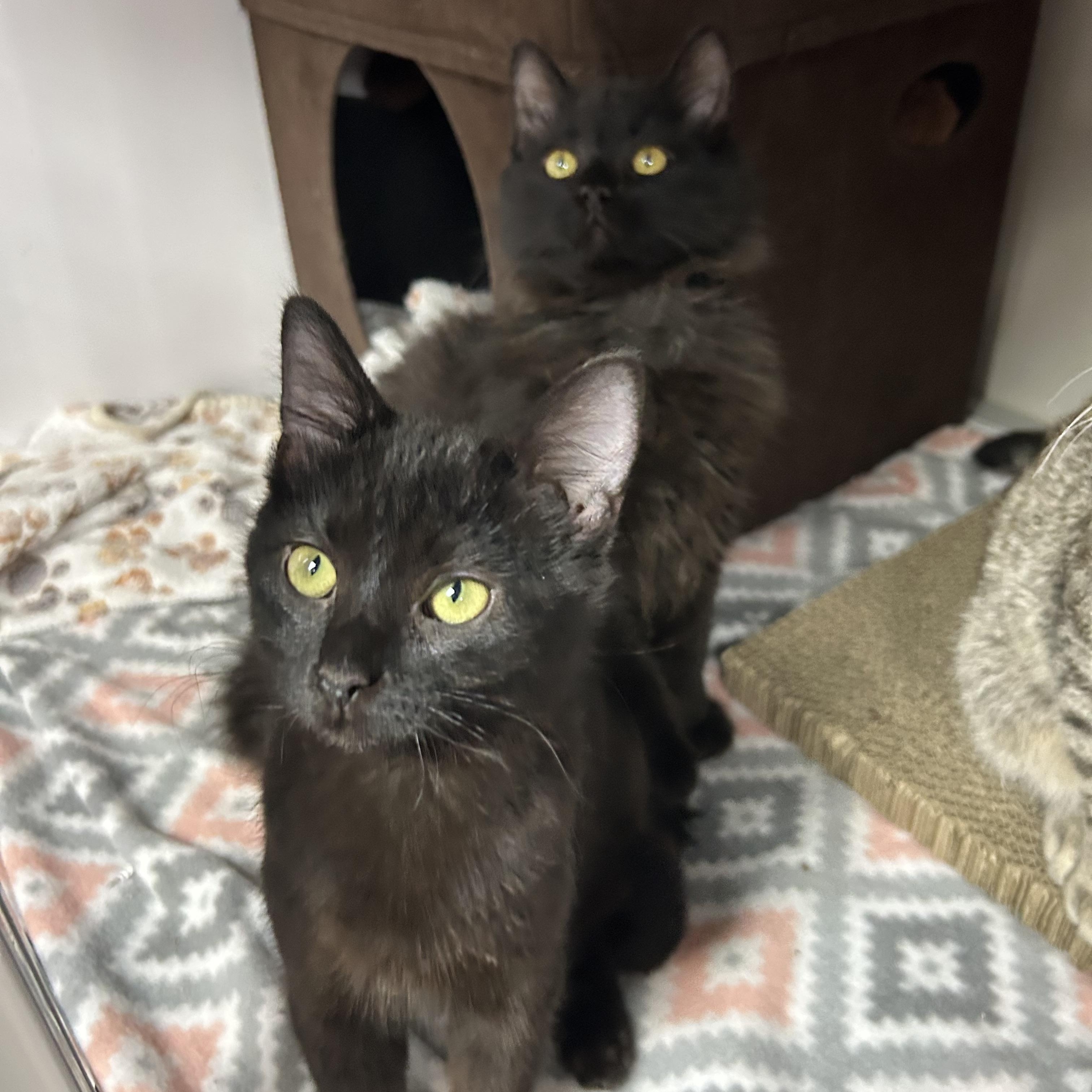 Fluff, a ADOPTABLE Domestic Short Hair in White Oak, PA image 2/3