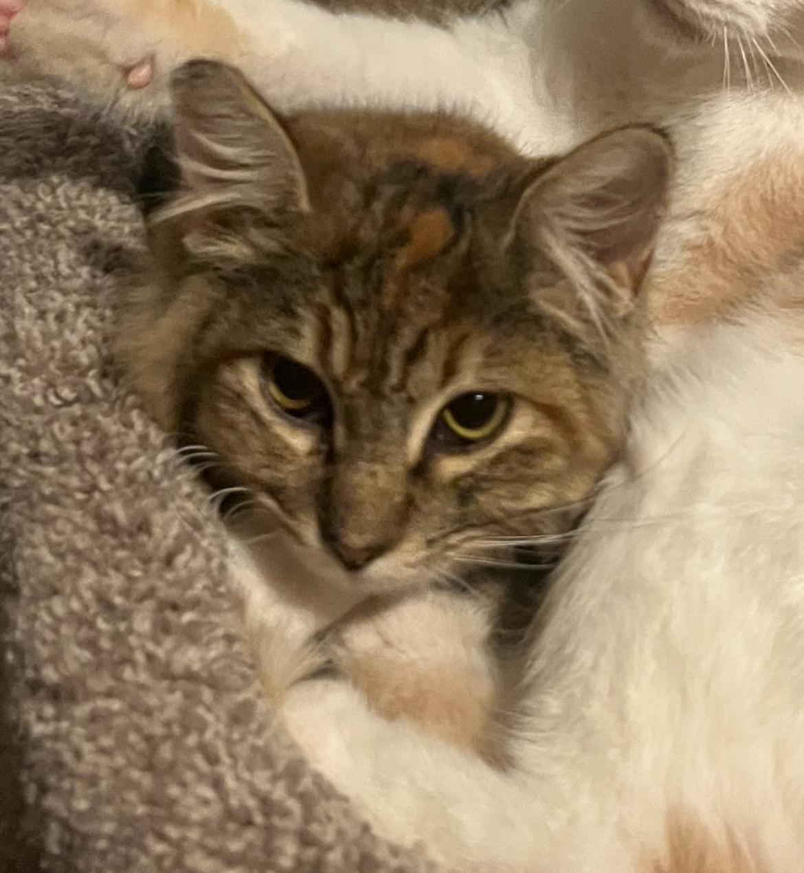 Enlarge Tiger: A True Rescue Who Just Wants to Belong, a ADOPTABLE mixed breed in Marysville, WA image 4/4