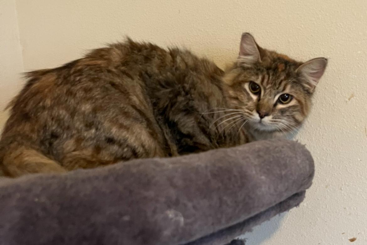 Enlarge Tiger: A True Rescue Who Just Wants to Belong, a ADOPTABLE mixed breed in Marysville, WA image 3/4