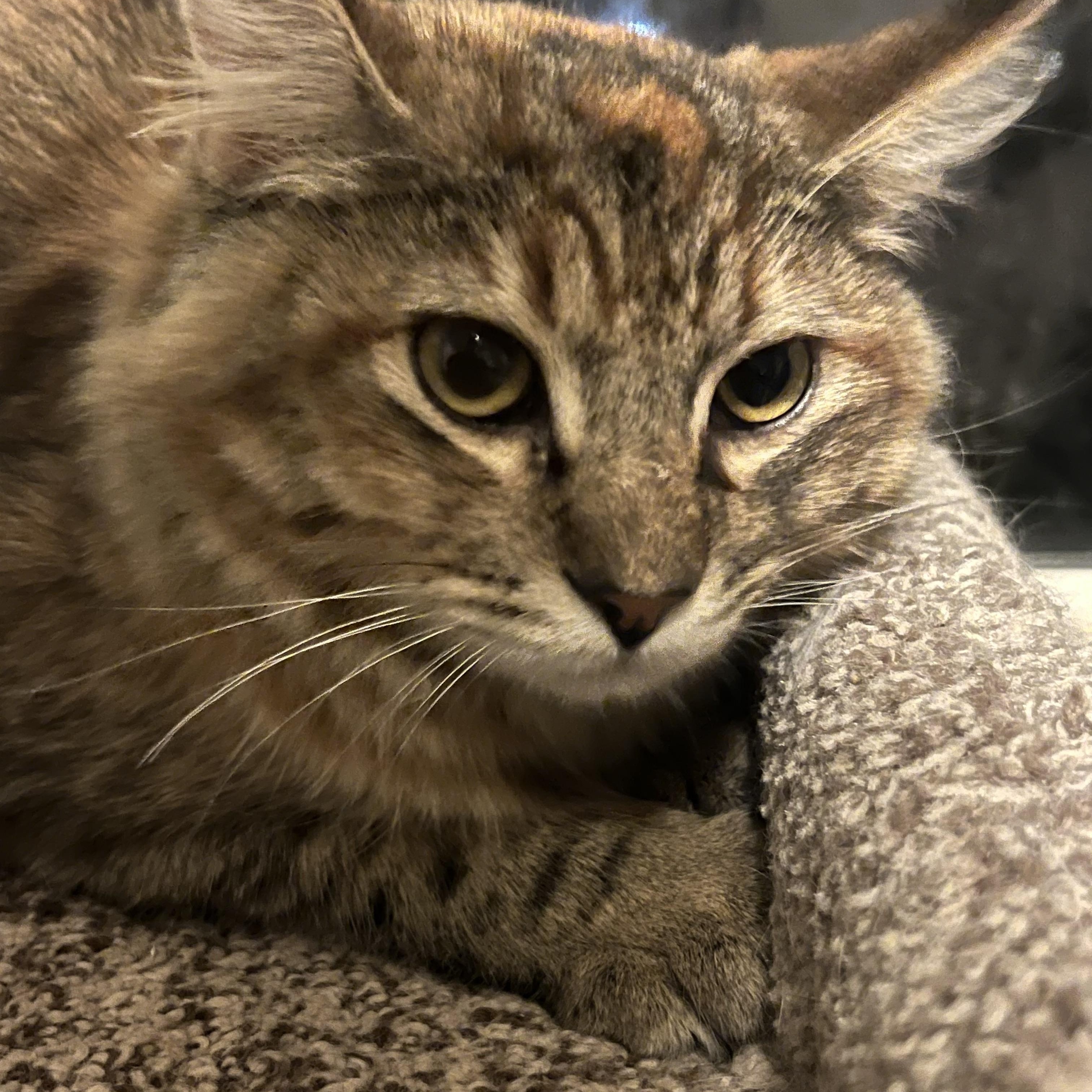 Enlarge Tiger: A True Rescue Who Just Wants to Belong, a ADOPTABLE mixed breed in Marysville, WA image 1/4