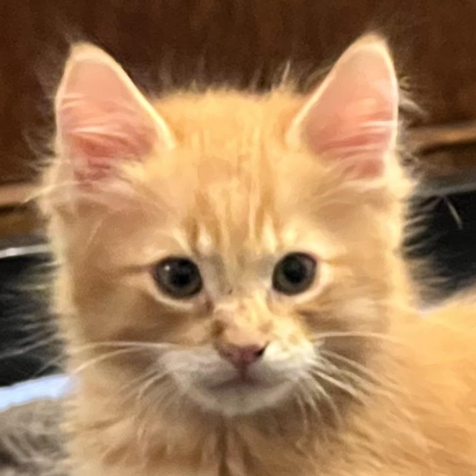 Hi my name is Cheez-It Despite my cutesy moniker I have the face of a young lion Stalking and po