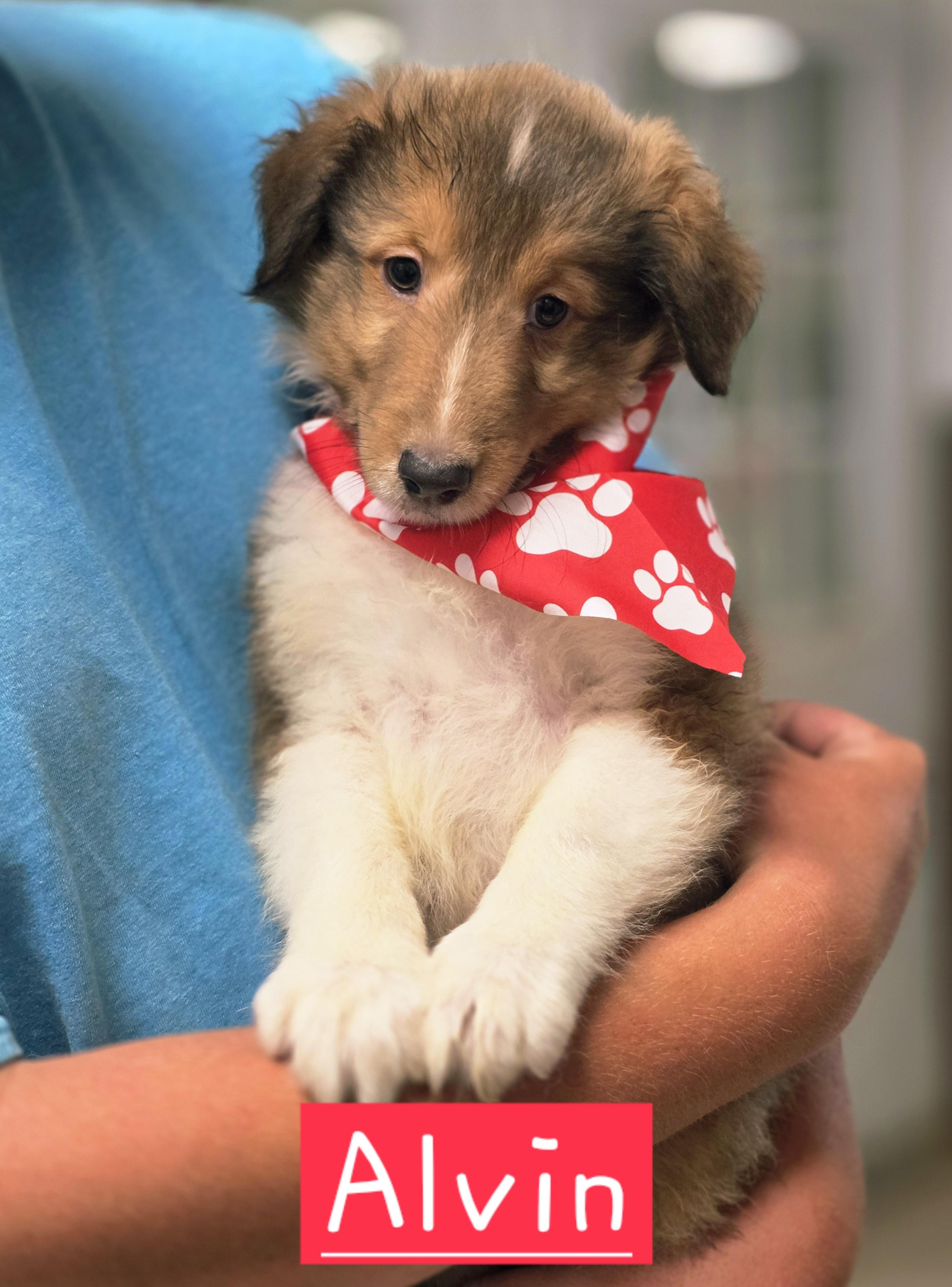 Alvin, adopted, Puppy Male Shetland Sheepdog / Sheltie.