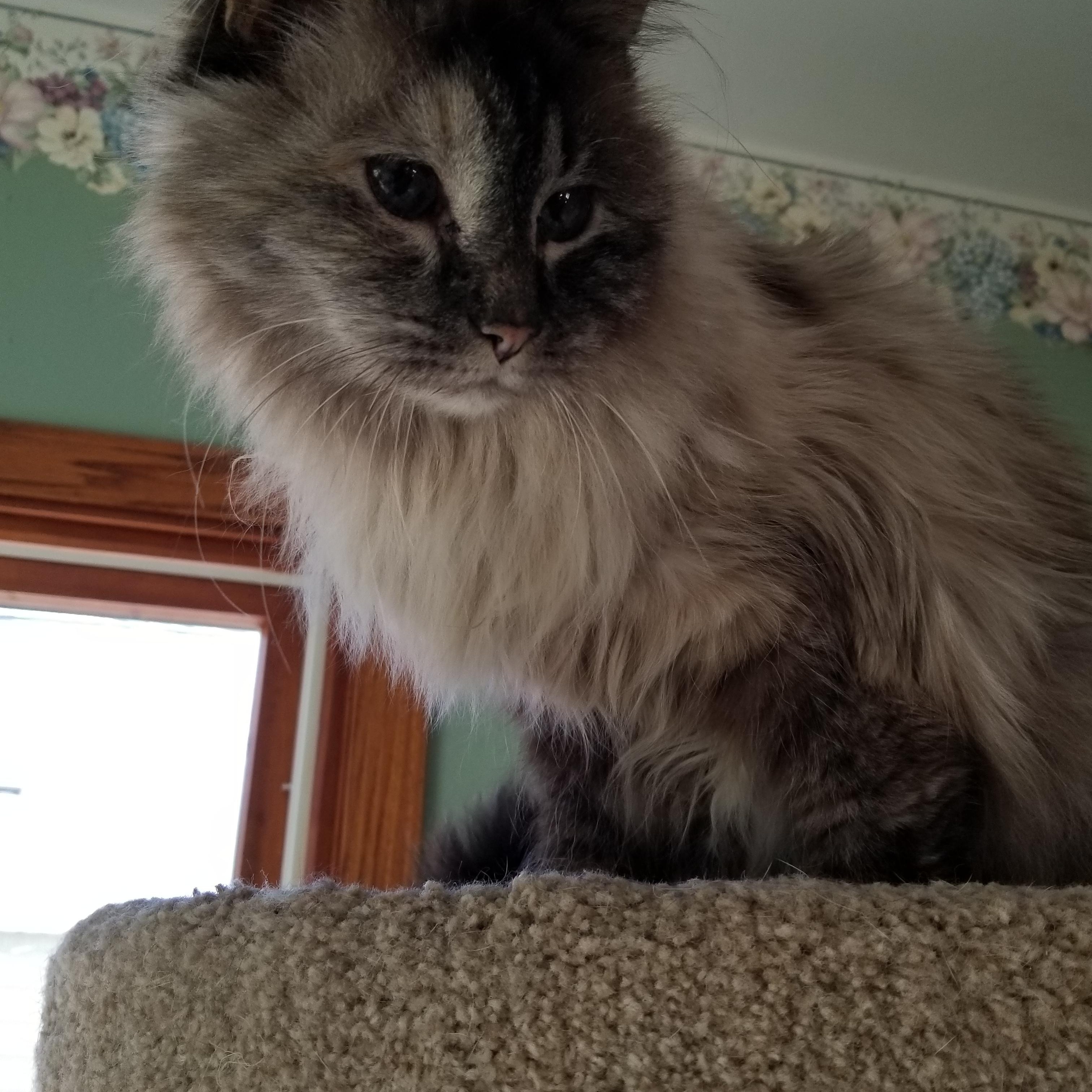 Enlarge Suzanna, a ADOPTABLE mixed breed in Roseville, MN image 1/3