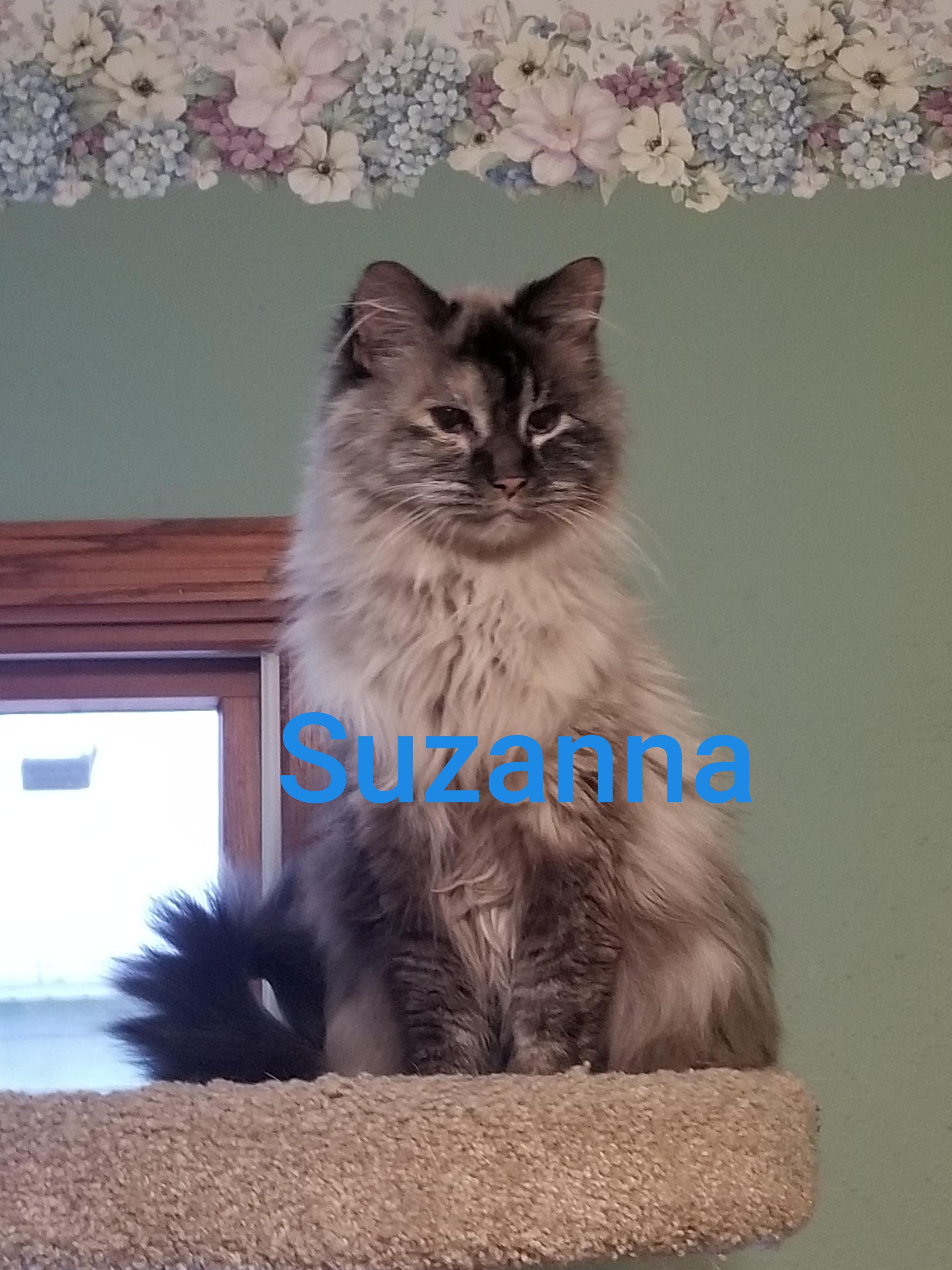 Enlarge Suzanna, a ADOPTABLE mixed breed in Roseville, MN image 1/1