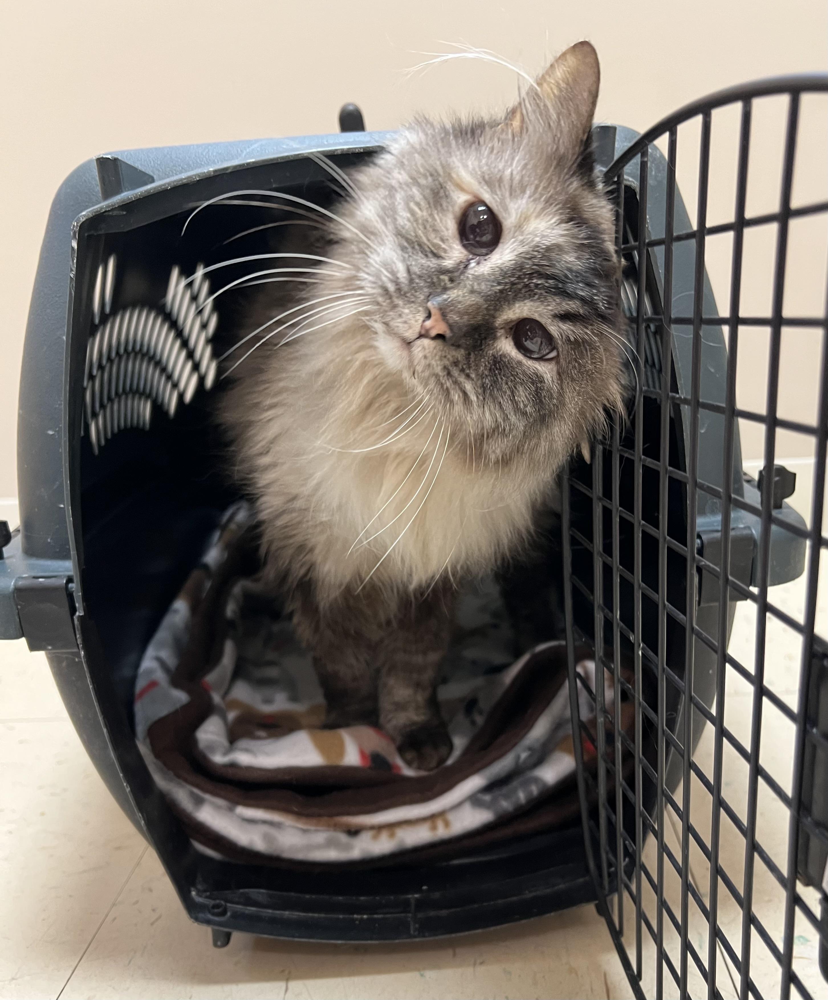 Enlarge Suzanna, a ADOPTABLE mixed breed in Roseville, MN image 3/3