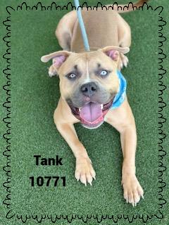 TANK