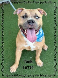 TANK