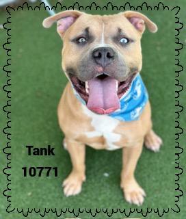 TANK