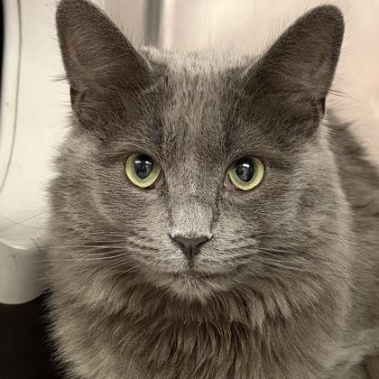 Lightening, an adopted Domestic Long Hair in North Myrtle Beach, SC image 3/3