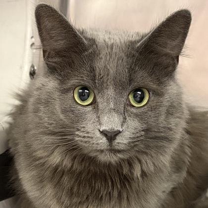 Lightening, an adopted Domestic Long Hair in North Myrtle Beach, SC image 1/3