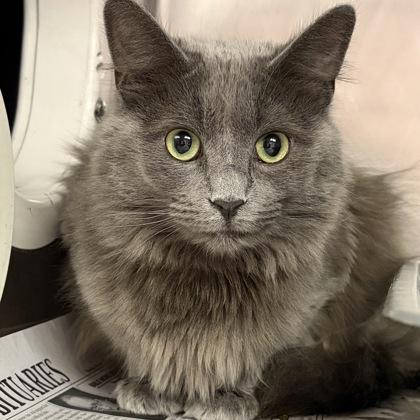 Lightening, an adopted Domestic Long Hair in North Myrtle Beach, SC image 2/3