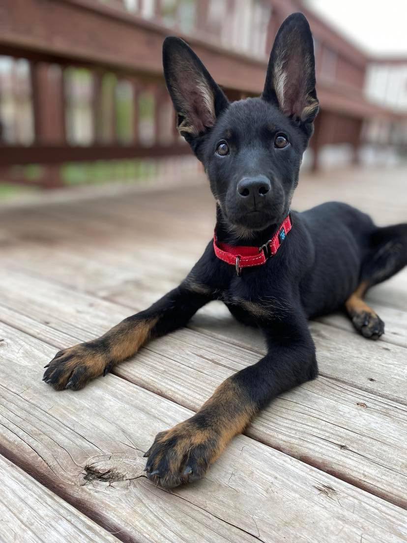 Maple - Spring Litter. Nka Samson, a Adopted German Shepherd Dog in Gretna, NE image 2/3
