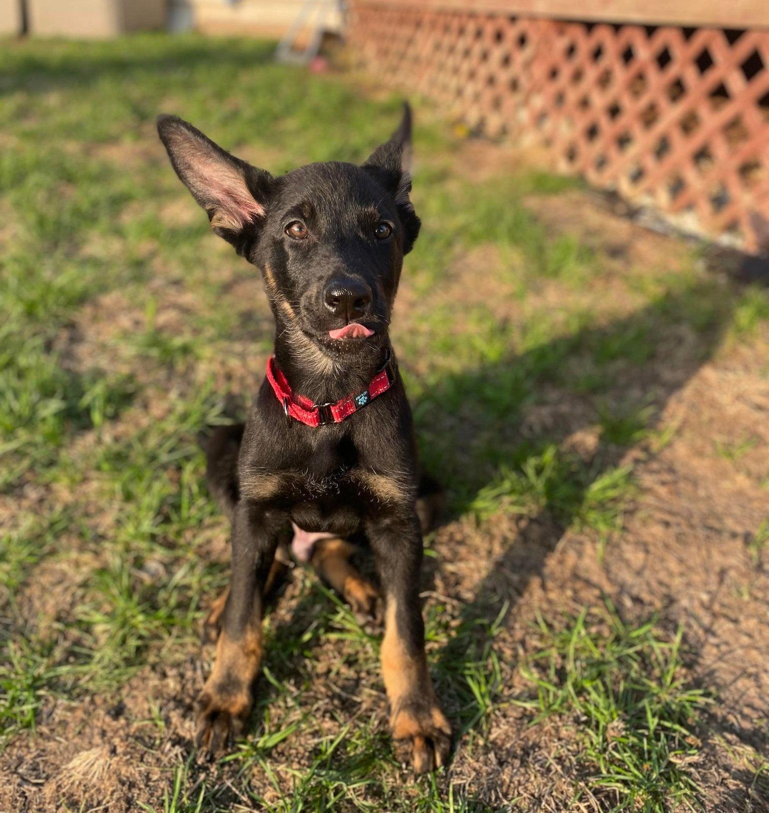 Maple - Spring Litter. Nka Samson, a Adopted German Shepherd Dog in Gretna, NE image 3/3
