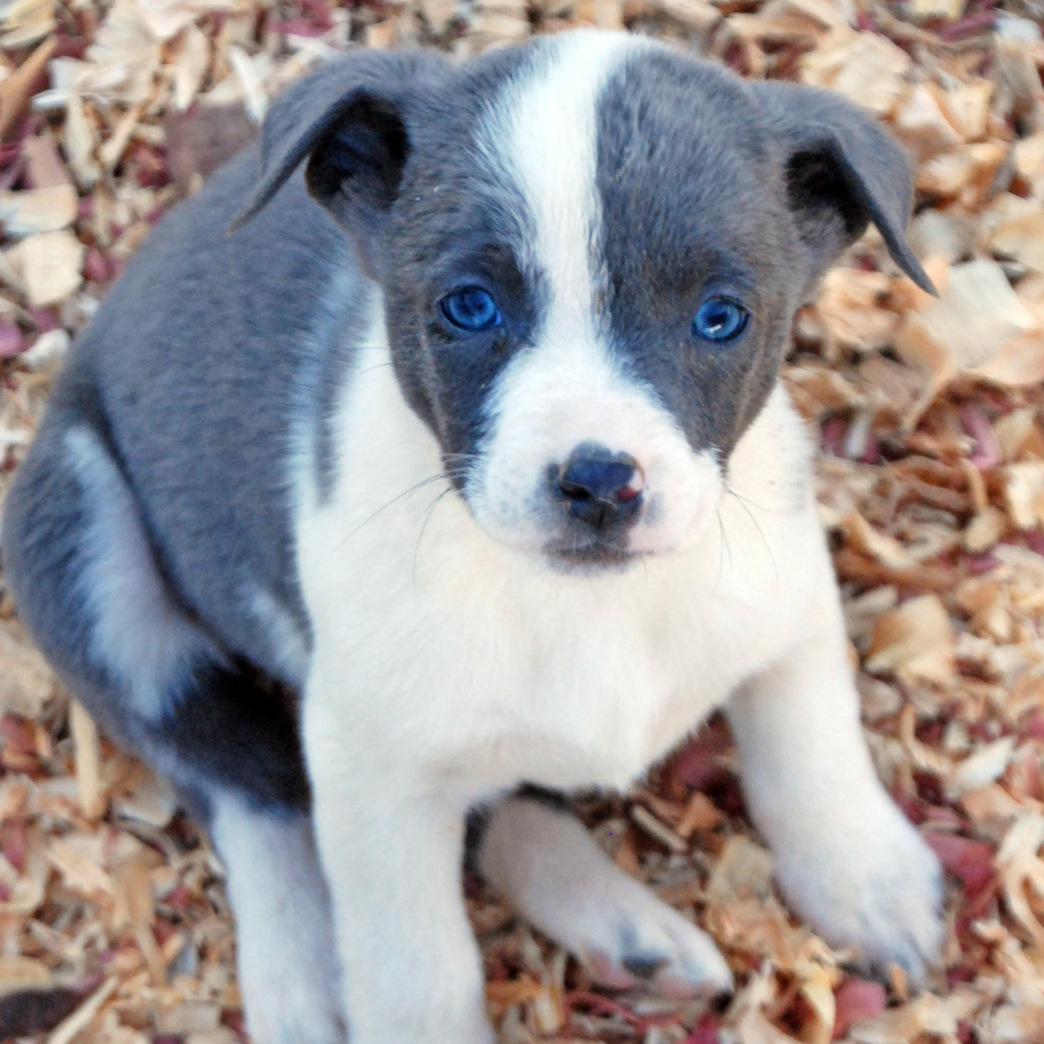 Cinderella, ADOPTABLE, Puppy Female Australian Shepherd & Plott Hound.