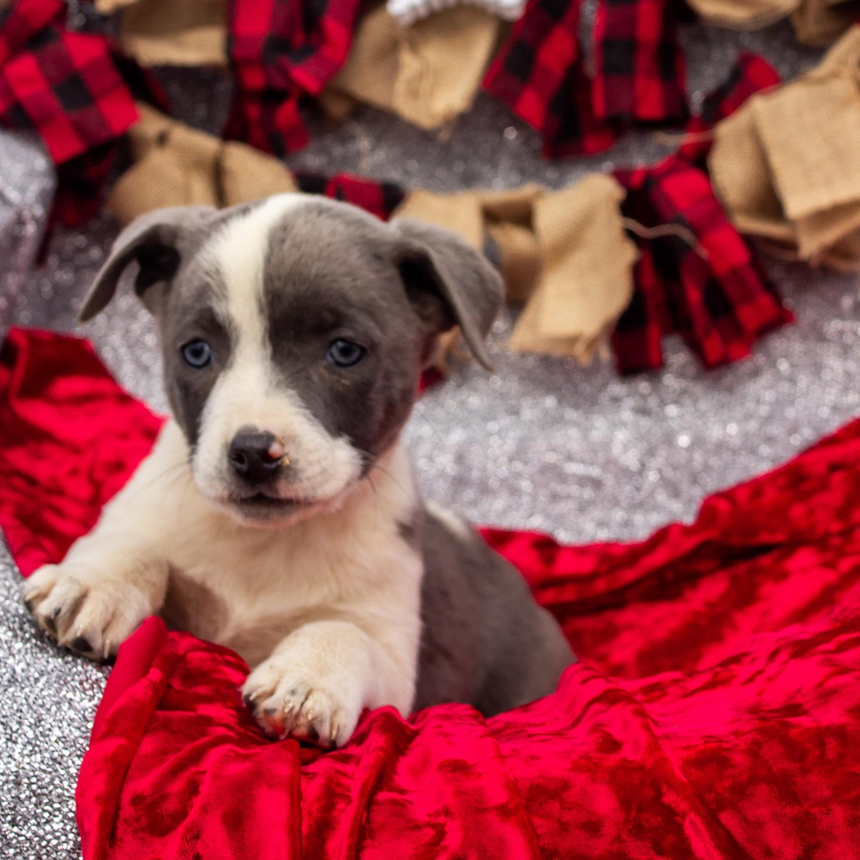 Enlarge Cinderella, a ADOPTABLE mixed breed in Madisonville, TX image 3/5