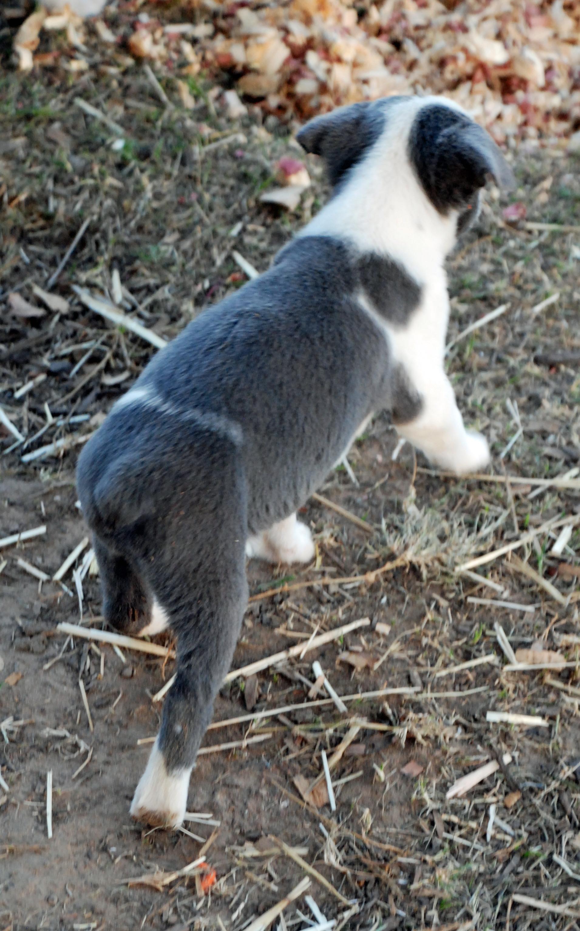 Enlarge Cinderella, a ADOPTABLE mixed breed in Madisonville, TX image 5/5