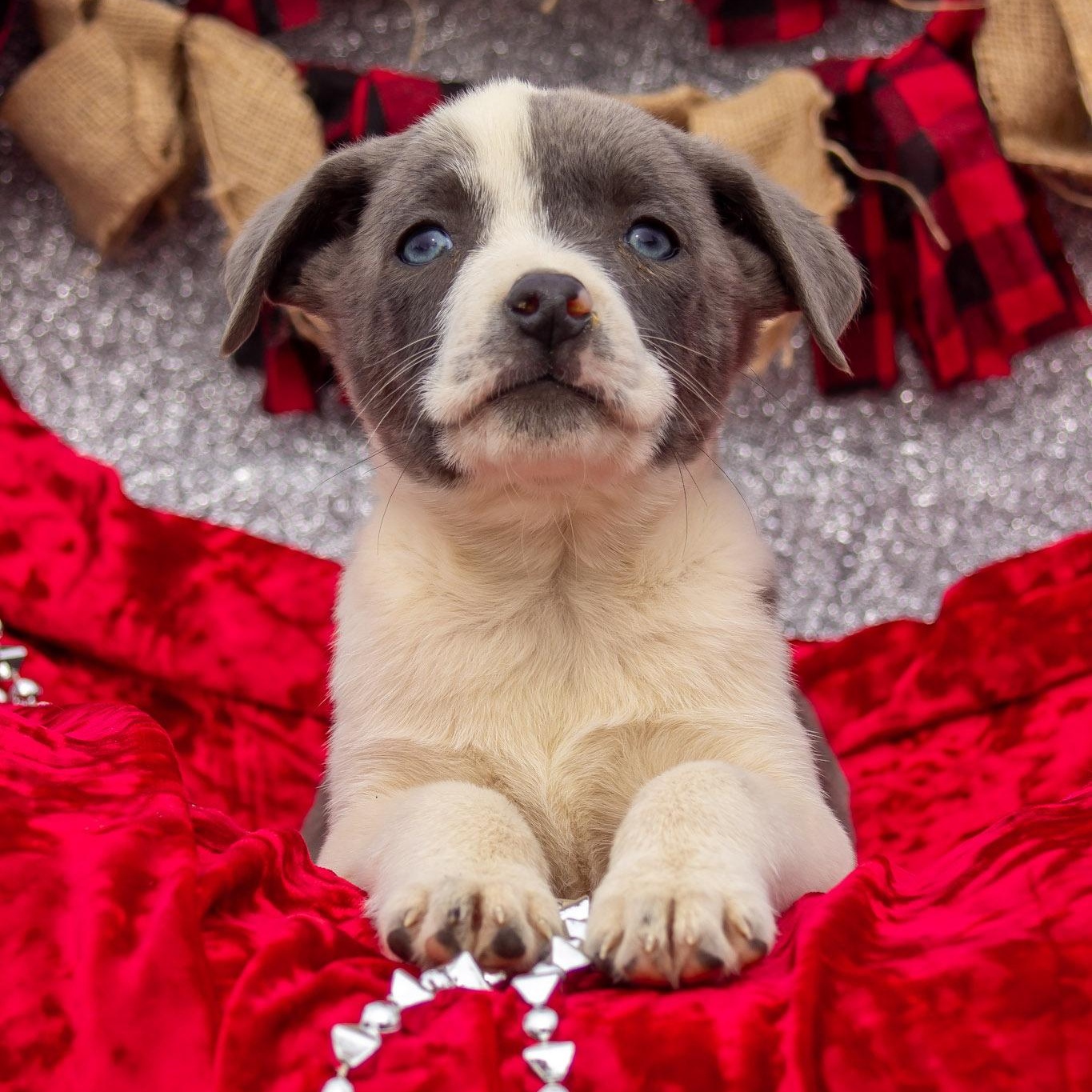 Enlarge Cinderella, a ADOPTABLE mixed breed in Madisonville, TX image 2/5