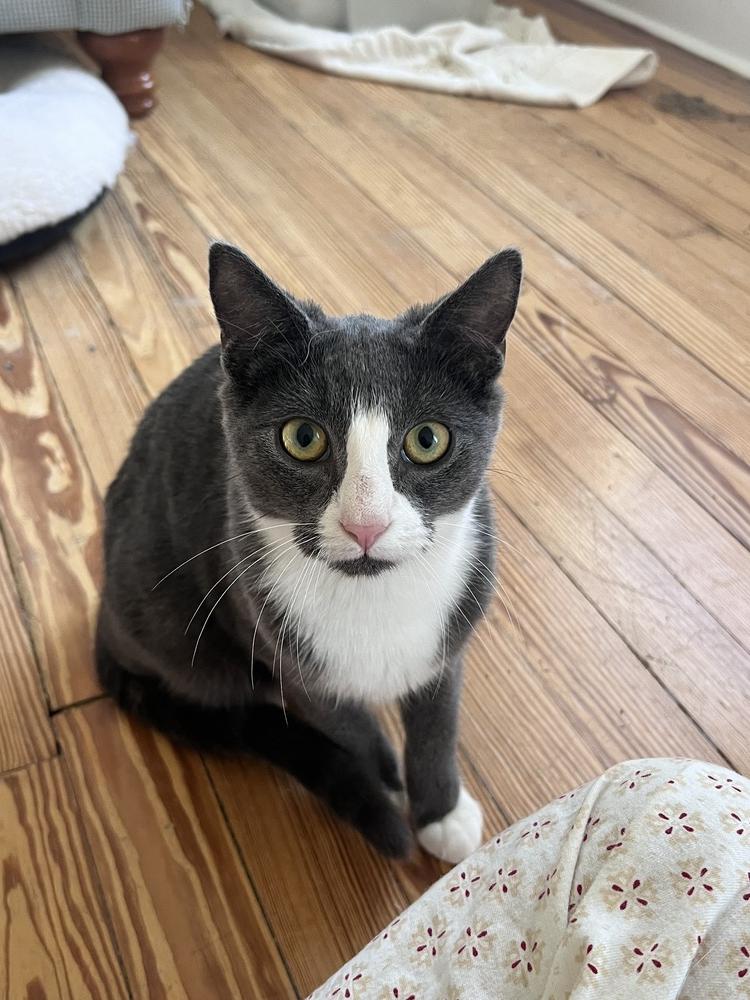 Enlarge Ravioli, a Adoptable mixed breed in Oradell, NJ image 1/2