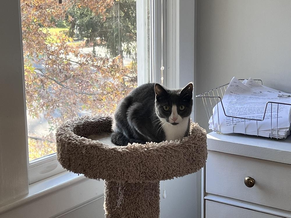 Ravioli, a Adoptable mixed breed in Oradell, NJ image 2/2