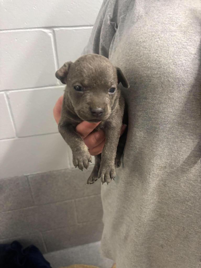 Dory, Adoptable, Puppy Female Chihuahua & Affenpinscher.
