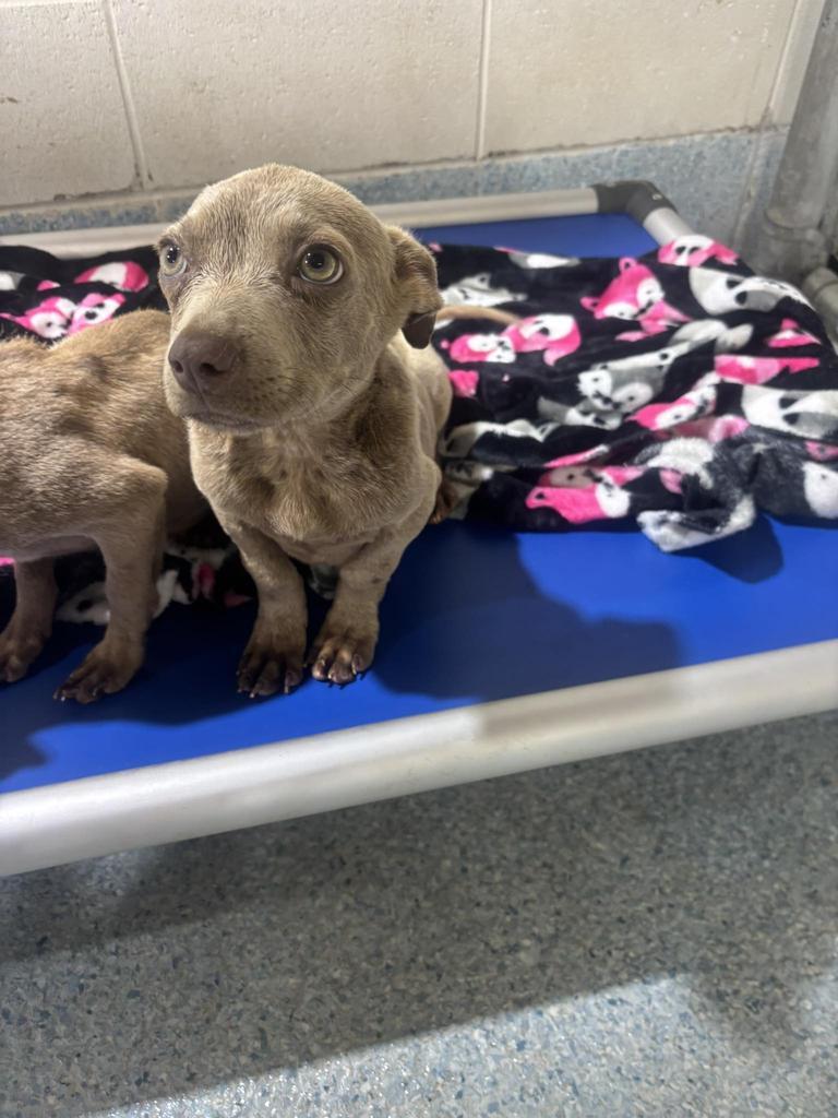 Enlarge Dory, a Adoptable mixed breed in Livingston, LA image 2/6
