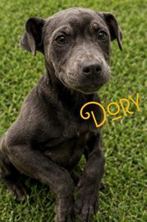 Enlarge Dory, a Adoptable mixed breed in Livingston, LA image 3/6
