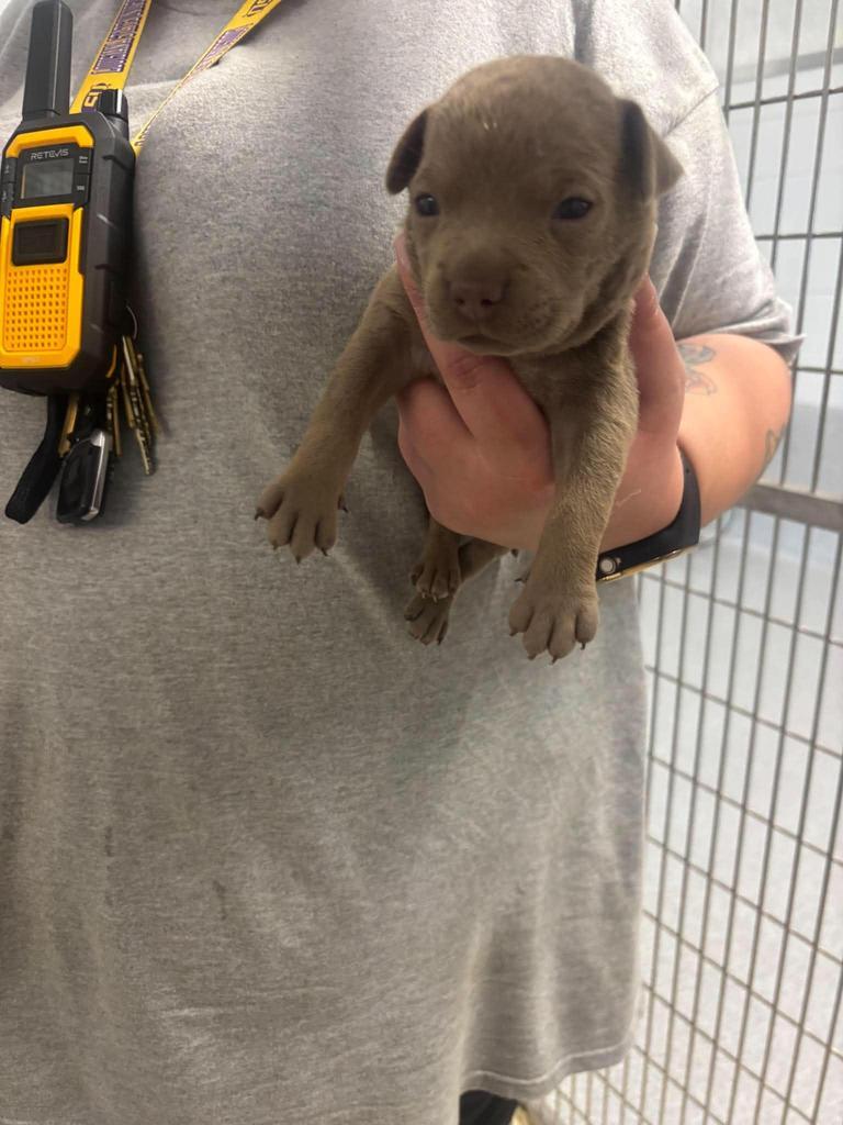 Enlarge Dory, a Adoptable mixed breed in Livingston, LA image 4/6