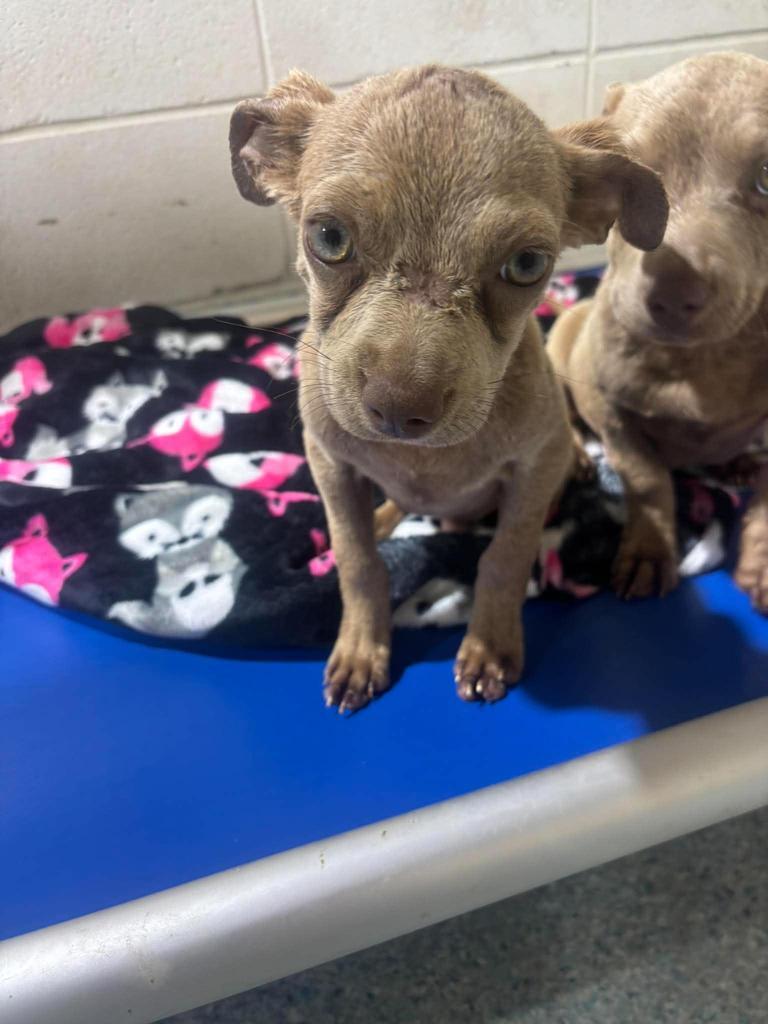 Enlarge Dory, a Adoptable mixed breed in Livingston, LA image 5/6