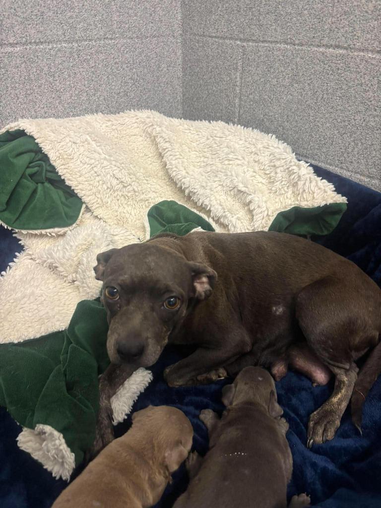Enlarge Dory, a Adoptable mixed breed in Livingston, LA image 6/6
