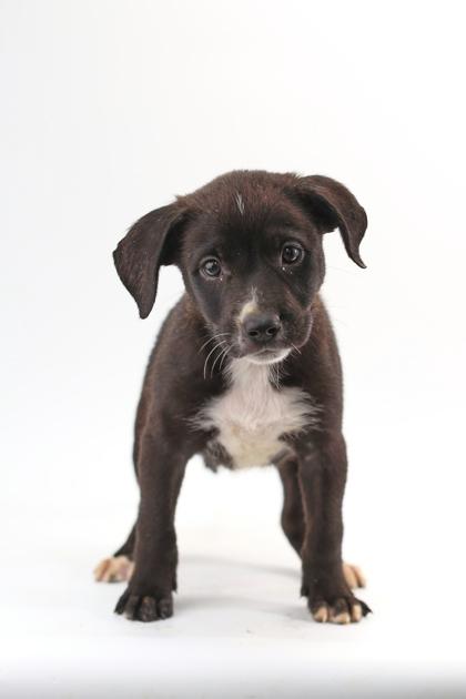 Enlarge Rascal, a Adoptable mixed breed in Morton Grove, IL image 1/3