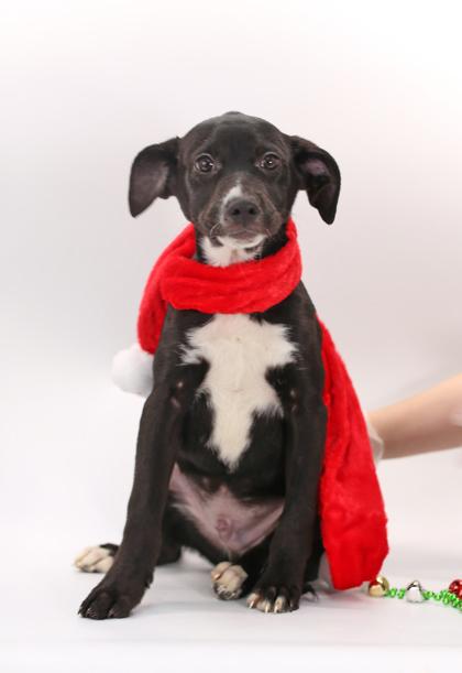 Enlarge Rascal, a Adoptable mixed breed in Morton Grove, IL image 2/3