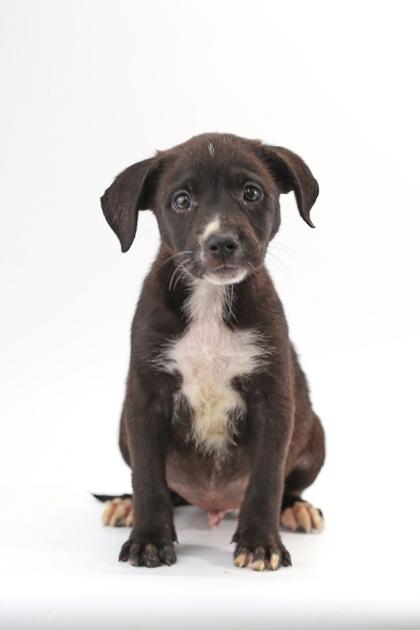 Enlarge Rascal, a Adoptable mixed breed in Morton Grove, IL image 3/3