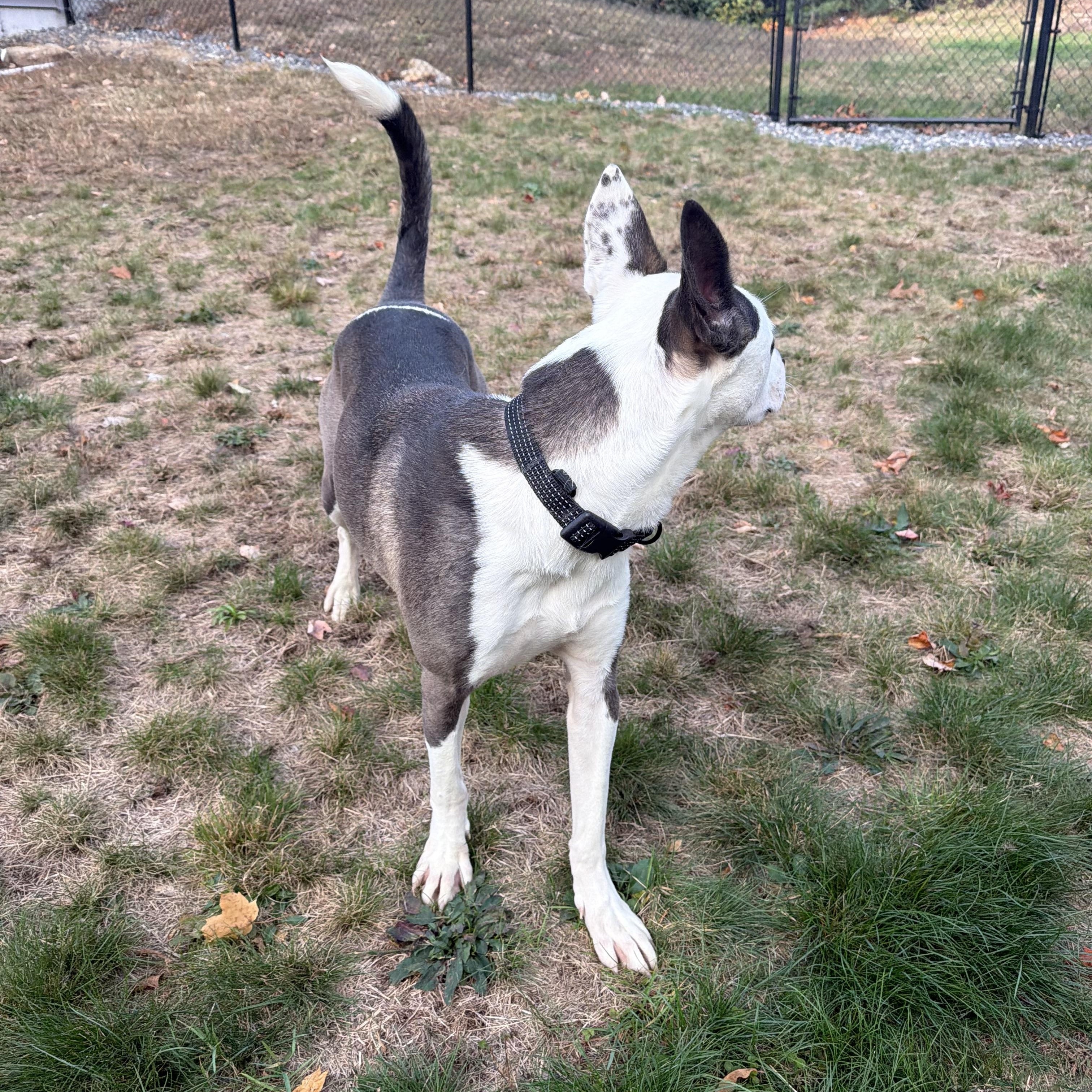 Enlarge BOLT (good with kids, dogs and cats), a Adoptable mixed breed in Kennebunk , ME image 2/6