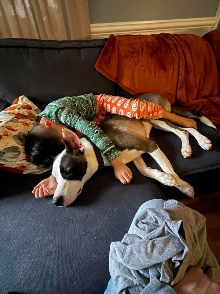 Enlarge BOLT (good with kids, dogs and cats), a Adoptable mixed breed in Kennebunk , ME image 5/6