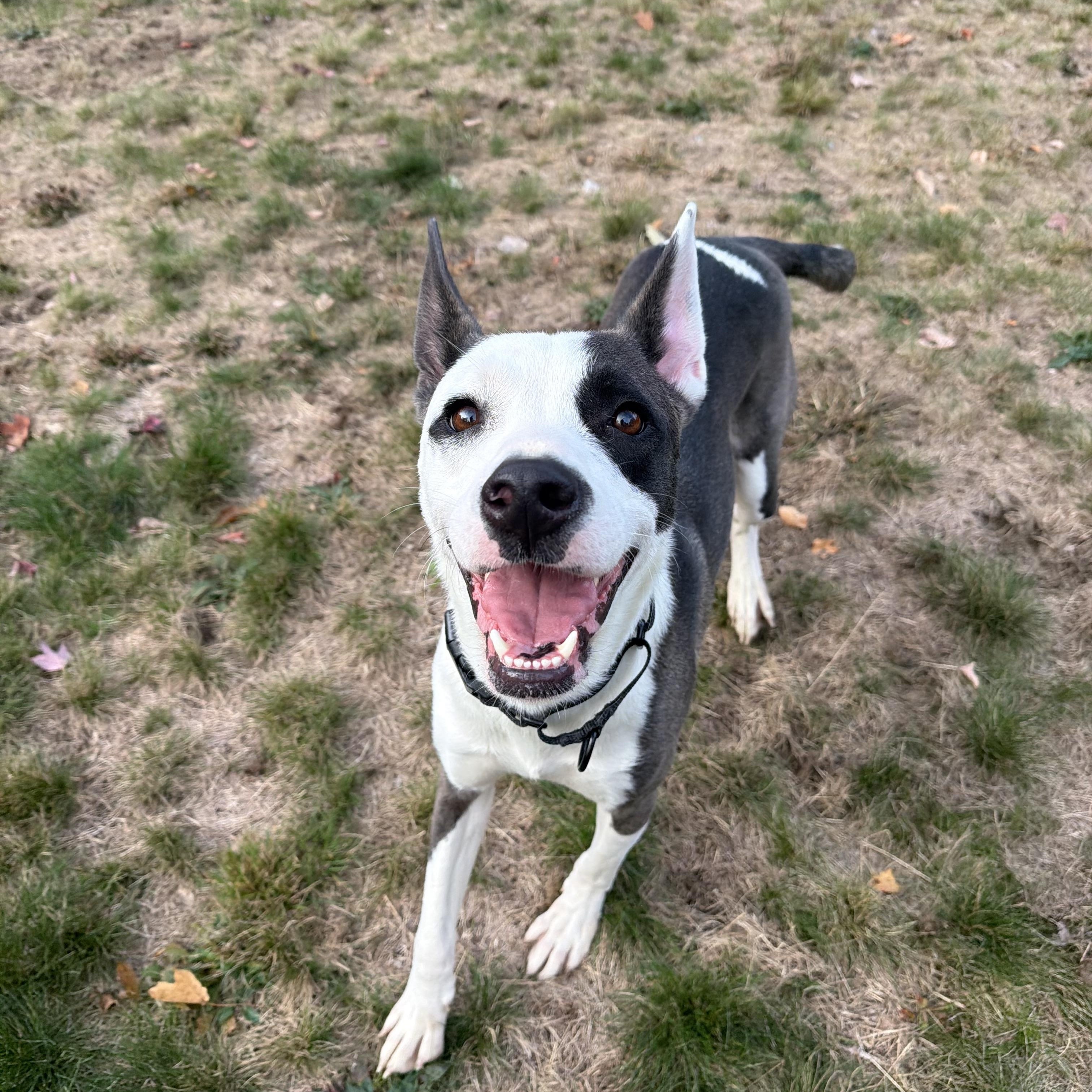 Enlarge BOLT (good with kids, dogs and cats), a Adoptable mixed breed in Kennebunk , ME image 1/6