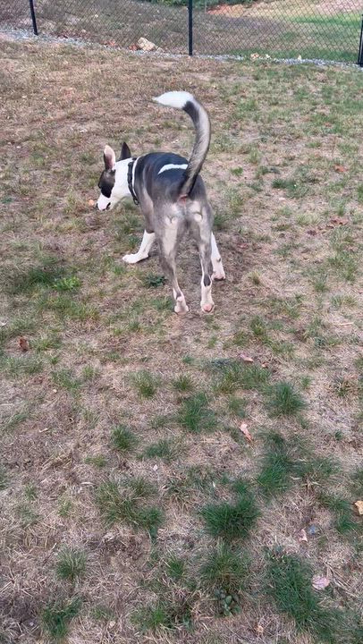 Enlarge BOLT (good with kids, dogs and cats), a Adoptable mixed breed in Kennebunk , ME video 6/6