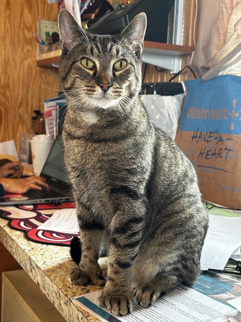 Tigger, Adopted, Adult Male Domestic Short Hair.