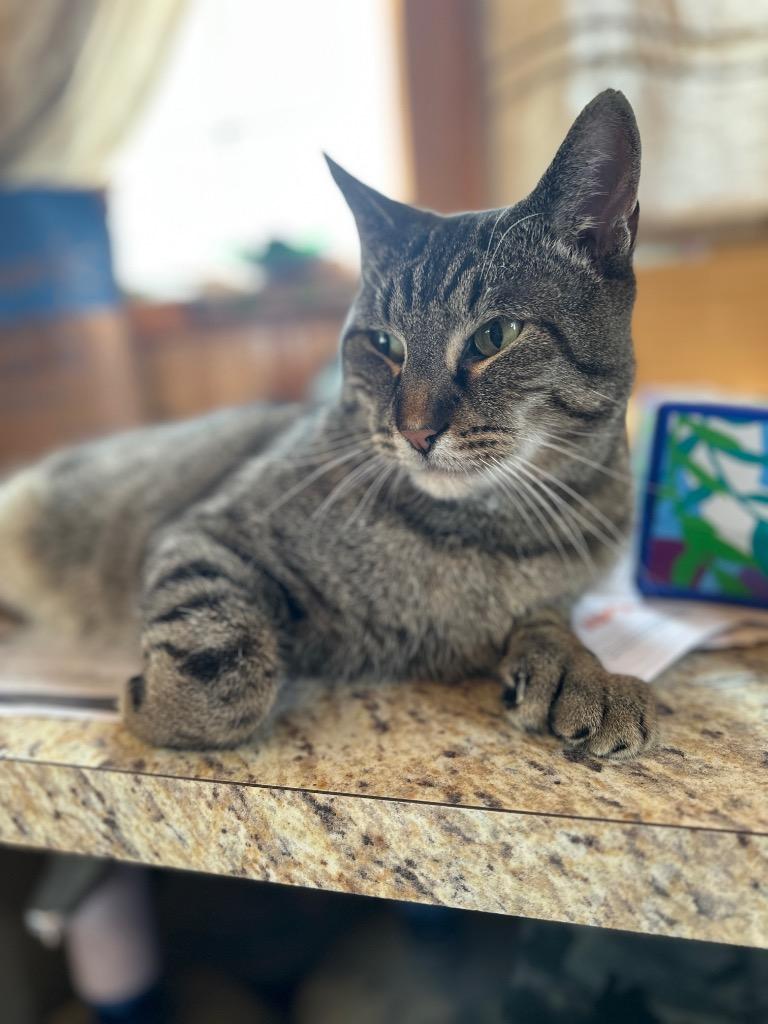 Tigger, a Adopted mixed breed in Peru, NY image 2/4